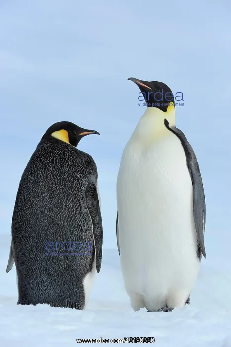 : Emperor penguin (Aptenodytes forsteri), Two Adults : Emperor penguin (Aptenodytes forsteri), Two Adults