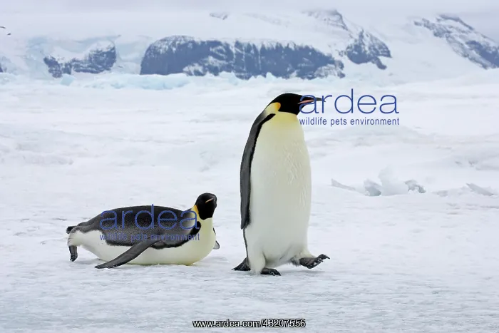 : Emperor Penguin (Aptenodytes forsteri), adults : Emperor Penguin (Aptenodytes forsteri), adults