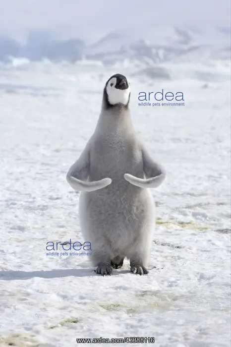 : Emperor penguin (Aptenodytes forsteri) chick, exercising : Emperor penguin (Aptenodytes forsteri) chick, exercising