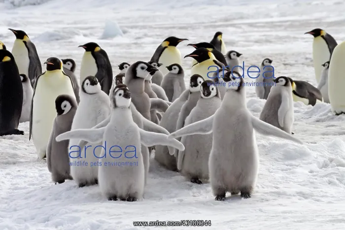 : Emperor Penguin (Aptenodytes forsteri), chicks and : Emperor Penguin (Aptenodytes forsteri), chicks and