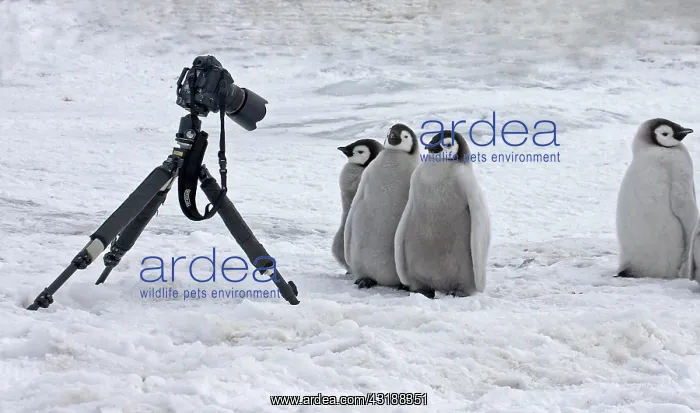 : Emperor Penguin (Aptenodytes forsteri), chicks : Emperor Penguin (Aptenodytes forsteri), chicks