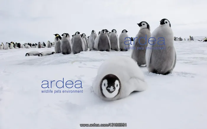 : Emperor Penguin (Aptenodytes forsteri), chicks : Emperor Penguin (Aptenodytes forsteri), chicks