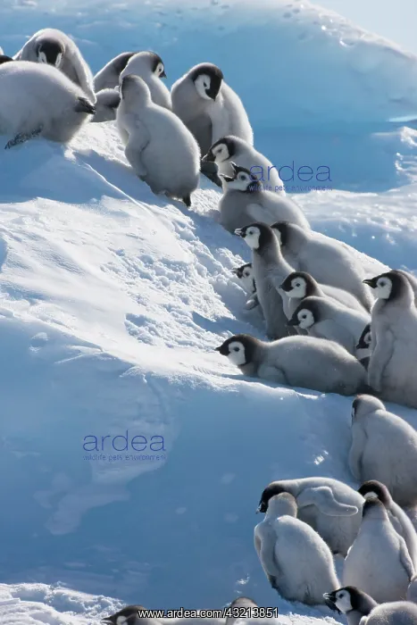 : Emperor Penguin (Aptenodytes forsteri) chicks : Emperor Penguin (Aptenodytes forsteri) chicks