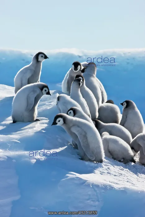 : Emperor Penguin (Aptenodytes forsteri) chicks : Emperor Penguin (Aptenodytes forsteri) chicks
