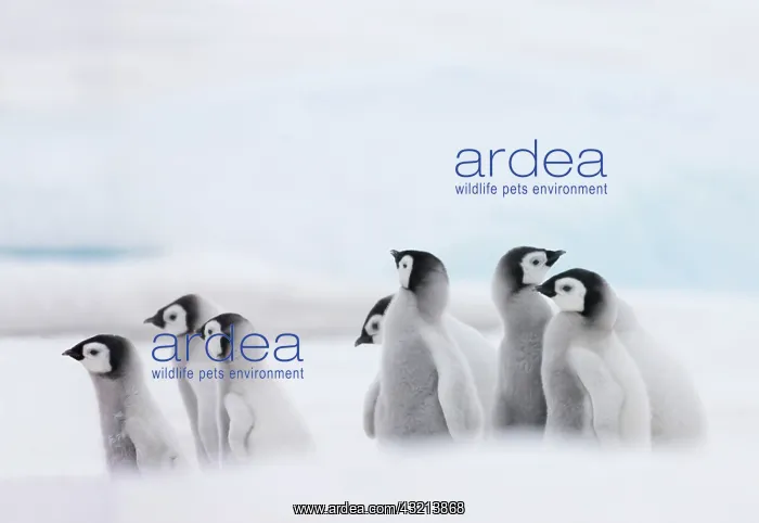 : Emperor Penguin (Aptenodytes forsteri) chicks : Emperor Penguin (Aptenodytes forsteri) chicks
