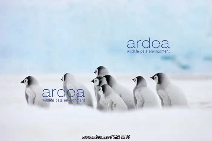 : Emperor Penguin (Aptenodytes forsteri) chicks : Emperor Penguin (Aptenodytes forsteri) chicks