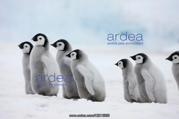 : Emperor Penguin (Aptenodytes forsteri) chicks : Emperor Penguin (Aptenodytes forsteri) chicks