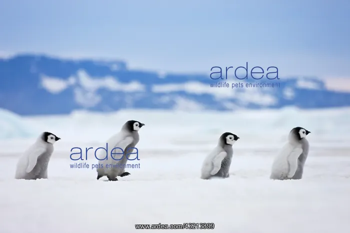 : Emperor Penguin (Aptenodytes forsteri) chicks : Emperor Penguin (Aptenodytes forsteri) chicks