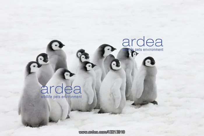 : Emperor Penguin (Aptenodytes forsteri) chicks : Emperor Penguin (Aptenodytes forsteri) chicks
