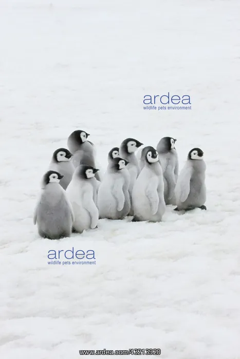 : Emperor Penguin (Aptenodytes forsteri) chicks : Emperor Penguin (Aptenodytes forsteri) chicks