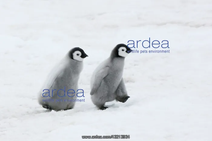: Emperor Penguin (Aptenodytes forsteri) chicks : Emperor Penguin (Aptenodytes forsteri) chicks