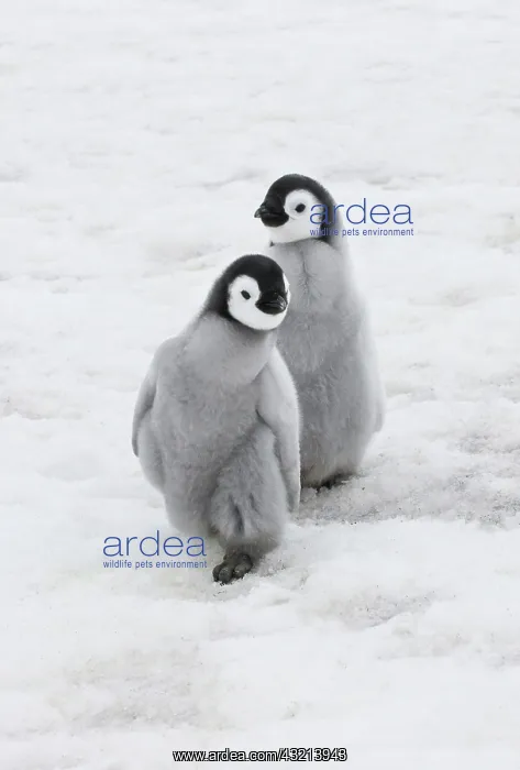 : Emperor Penguin (Aptenodytes forsteri) chicks : Emperor Penguin (Aptenodytes forsteri) chicks