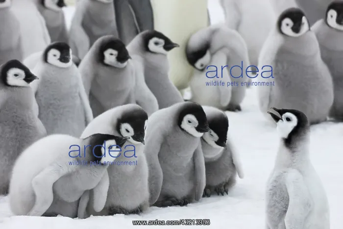 : Emperor Penguin (Aptenodytes forsteri) chicks : Emperor Penguin (Aptenodytes forsteri) chicks