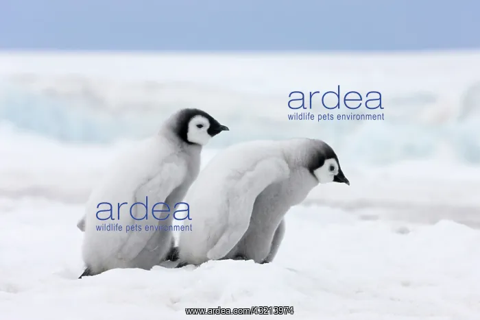 : Emperor Penguin (Aptenodytes forsteri) chicks : Emperor Penguin (Aptenodytes forsteri) chicks
