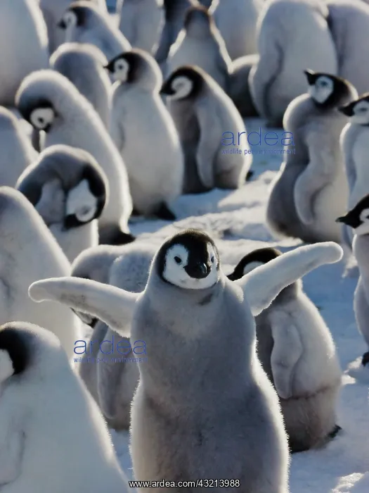 : Emperor Penguin (Aptenodytes forsteri) chicks : Emperor Penguin (Aptenodytes forsteri) chicks
