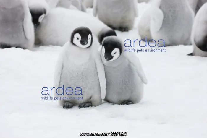 : Emperor Penguin (Aptenodytes forsteri) chicks : Emperor Penguin (Aptenodytes forsteri) chicks