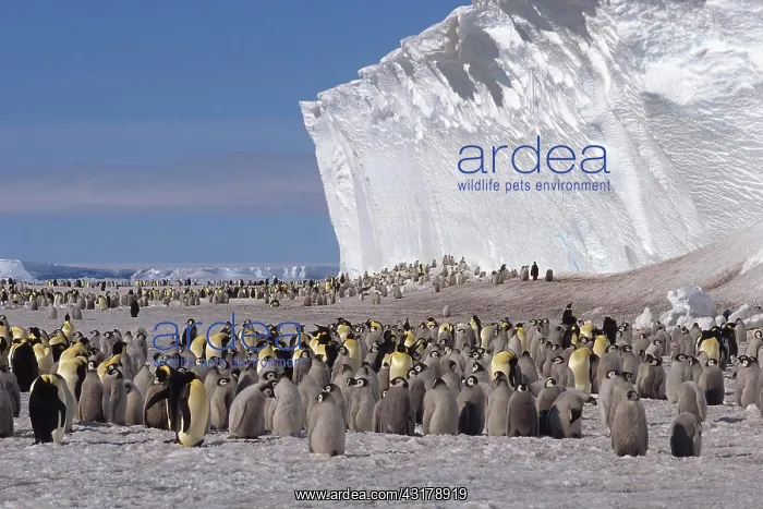 : Emperor penguin (Aptenodytes forsteri) colony in : Emperor penguin (Aptenodytes forsteri) colony in