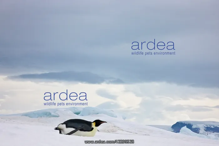 : Emperor Penguin (Aptenodytes forsteri) glides : Emperor Penguin (Aptenodytes forsteri) glides