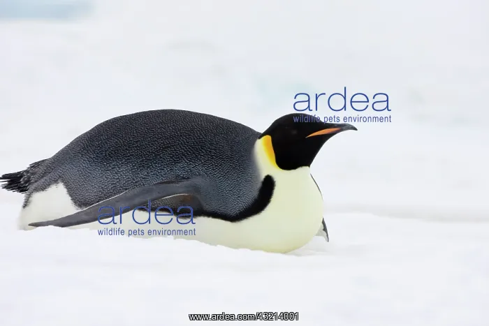 : Emperor Penguin (Aptenodytes forsteri) glides : Emperor Penguin (Aptenodytes forsteri) glides