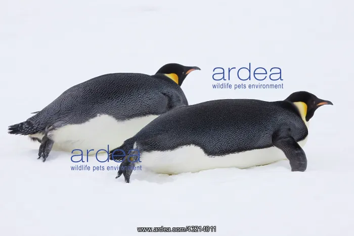 : Emperor Penguin (Aptenodytes forsteri) glides : Emperor Penguin (Aptenodytes forsteri) glides