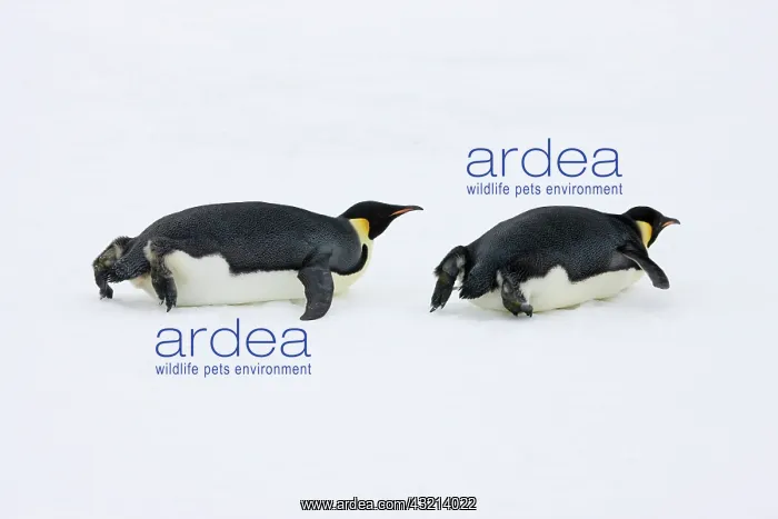: Emperor Penguin (Aptenodytes forsteri) glides : Emperor Penguin (Aptenodytes forsteri) glides