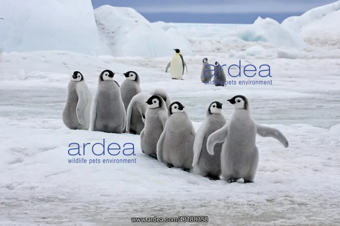 : Emperor Penguin (Aptenodytes forsteri), group of : Emperor Penguin (Aptenodytes forsteri), group of