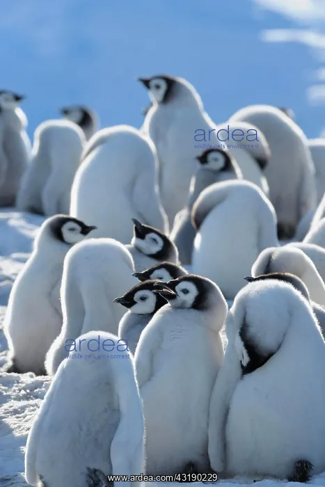 : Emperor penguin (Aptenodytes forsteri), Group of : Emperor penguin (Aptenodytes forsteri), Group of