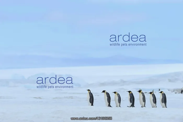 : Emperor penguin (Aptenodytes forsteri), Group of : Emperor penguin (Aptenodytes forsteri), Group of
