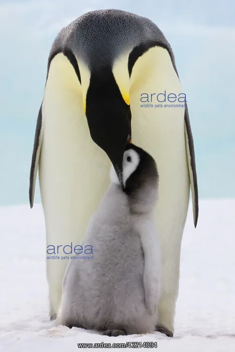 : Emperor Penguin (Aptenodytes forsteri) parent : Emperor Penguin (Aptenodytes forsteri) parent