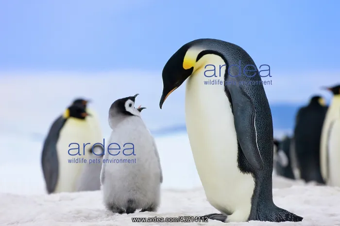 : Emperor Penguin (Aptenodytes forsteri) parent : Emperor Penguin (Aptenodytes forsteri) parent