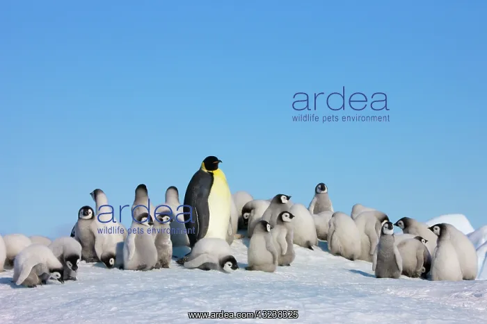 : Emperor Penguin (Aptenodytes forsteri) parent : Emperor Penguin (Aptenodytes forsteri) parent