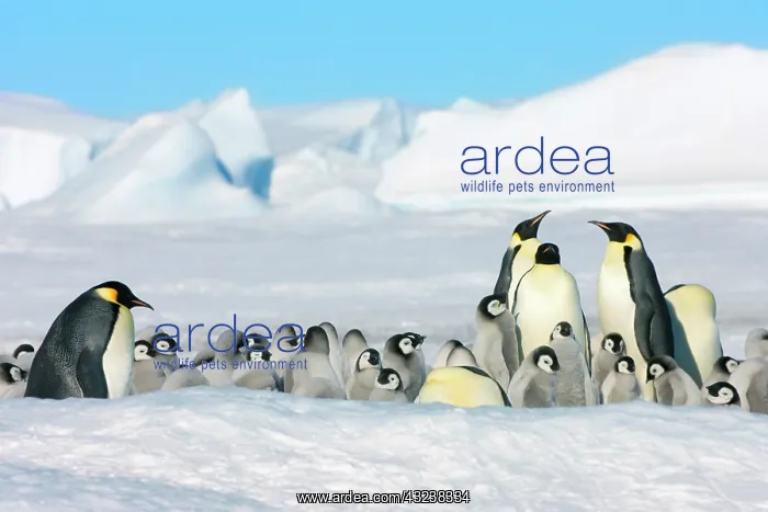 : Emperor Penguin (Aptenodytes forsteri) parent : Emperor Penguin (Aptenodytes forsteri) parent