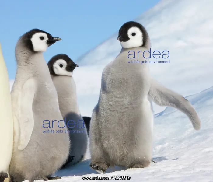 : Emperor Penguin (Aptenodytes forsteri) parent : Emperor Penguin (Aptenodytes forsteri) parent