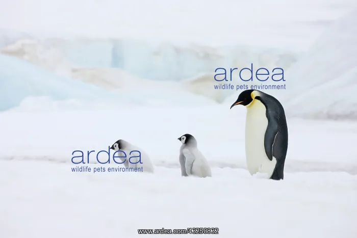 : Emperor Penguin (Aptenodytes forsteri) parent : Emperor Penguin (Aptenodytes forsteri) parent