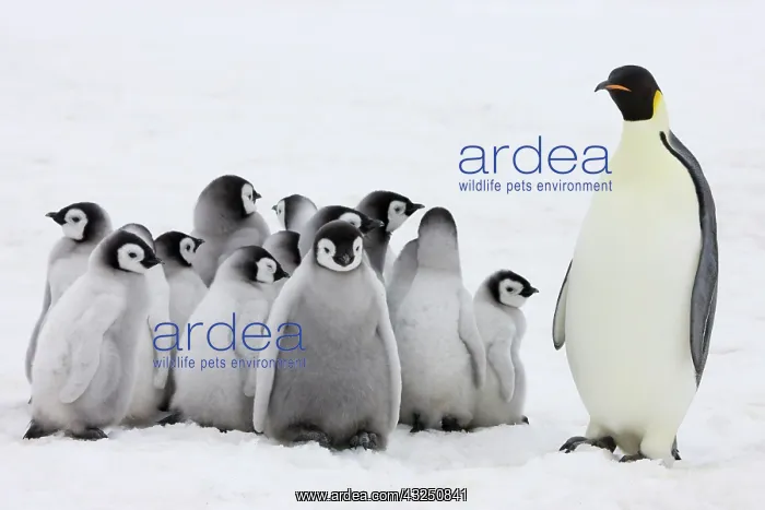 : Emperor Penguin (Aptenodytes forsteri) parent : Emperor Penguin (Aptenodytes forsteri) parent