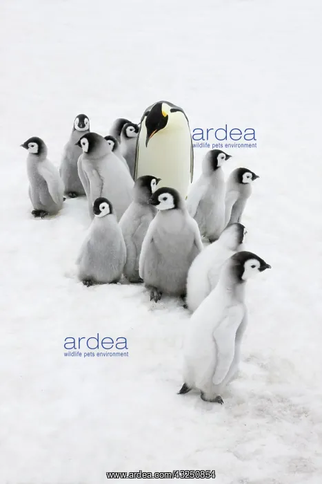 : Emperor Penguin (Aptenodytes forsteri) parent : Emperor Penguin (Aptenodytes forsteri) parent