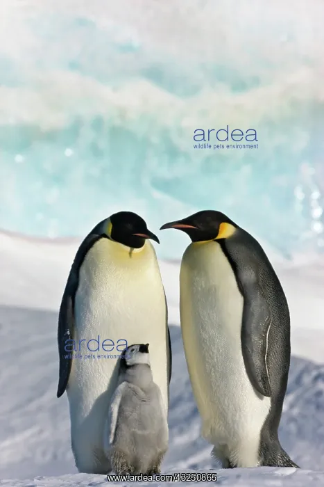 : Emperor Penguin (Aptenodytes forsteri) parent : Emperor Penguin (Aptenodytes forsteri) parent