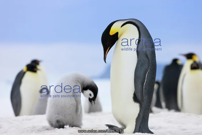 : Emperor Penguin (Aptenodytes forsteri) parent : Emperor Penguin (Aptenodytes forsteri) parent
