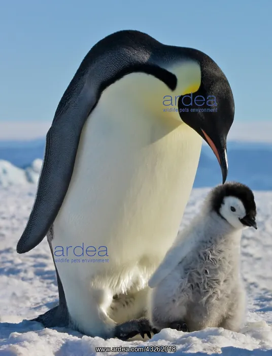 : Emperor Penguin (Aptenodytes forsteri) parent : Emperor Penguin (Aptenodytes forsteri) parent