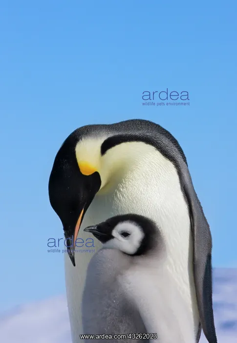 : Emperor Penguin (Aptenodytes forsteri) parent : Emperor Penguin (Aptenodytes forsteri) parent