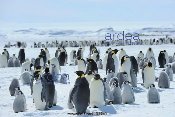 : Emperor penguin (Aptenodytes forsteri), Penguin : Emperor penguin (Aptenodytes forsteri), Penguin