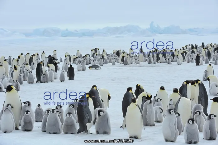 : Emperor penguin (Aptenodytes forsteri), Penguin : Emperor penguin (Aptenodytes forsteri), Penguin
