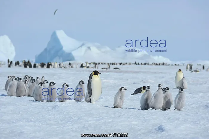 : Emperor penguin (Aptenodytes forsteri), Penguin : Emperor penguin (Aptenodytes forsteri), Penguin