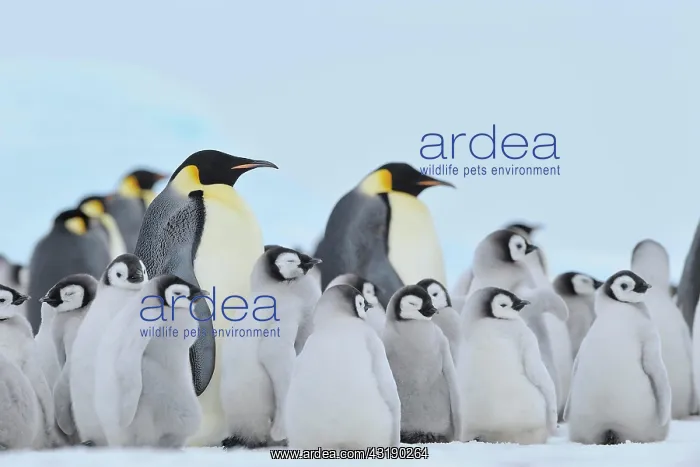  : Emperor penguin (Aptenodytes forsteri), Penguin