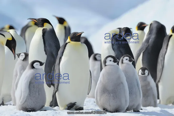 : Emperor penguin (Aptenodytes forsteri), Penguin : Emperor penguin (Aptenodytes forsteri), Penguin