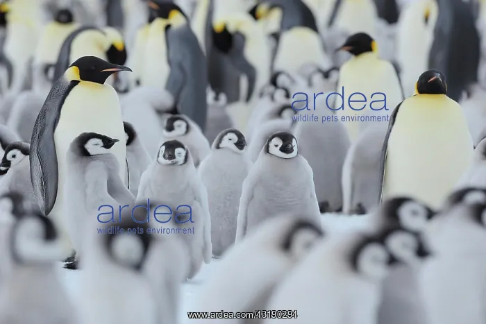 : Emperor penguin (Aptenodytes forsteri), Penguin : Emperor penguin (Aptenodytes forsteri), Penguin