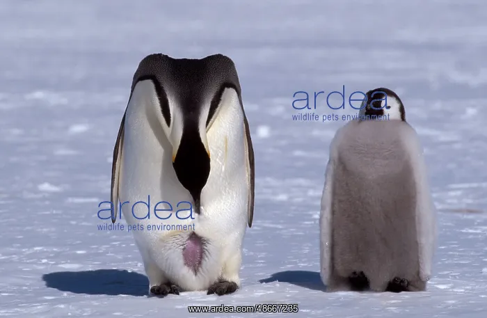 : Emperor penguin (Aptenodytes forsteri) with young, belly : Emperor penguin (Aptenodytes forsteri) with young, belly