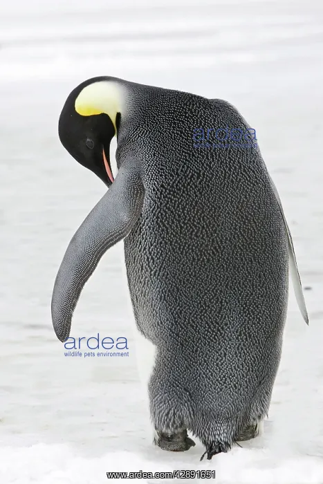 : Emperor Penguin - backview : Emperor Penguin - backview