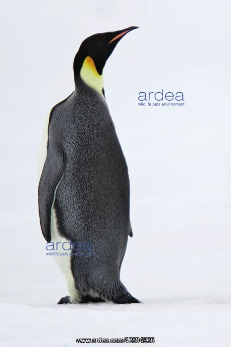 : Emperor Penguin - backview : Emperor Penguin - backview