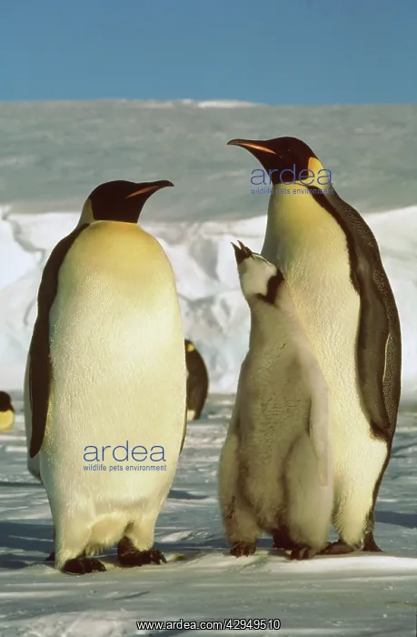 : Emperor penguin - two birds displaying, chick in between : Emperor penguin - two birds displaying, chick in between
